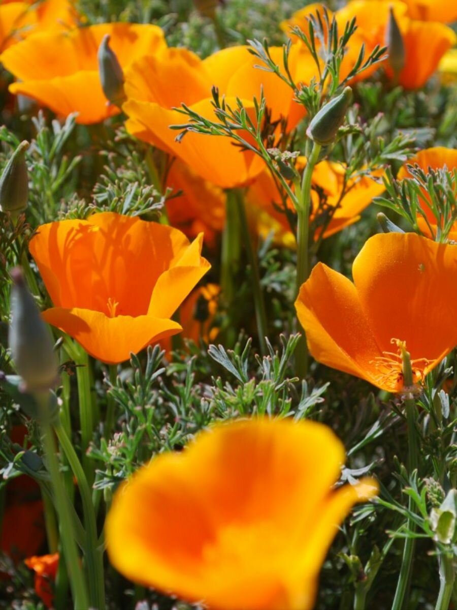 Семена Эшшольция калифорнийская (Eschscholzia californica), 20 штук