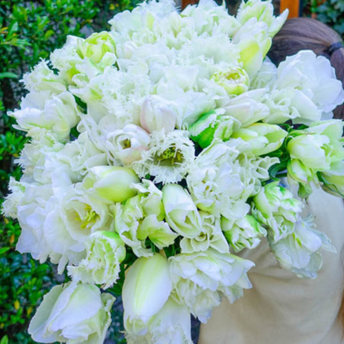 Луковицы Тюльпана Белый Микс ( 10 шт )