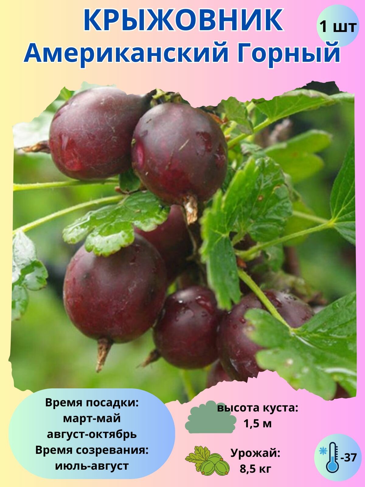 Крыжовник Американский Горный, ягодный кустарник