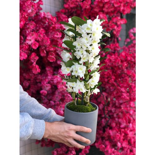 Орхидея дендробиум живая в бетонном горшке d 15 см, h 40 см от бренда Margo plants