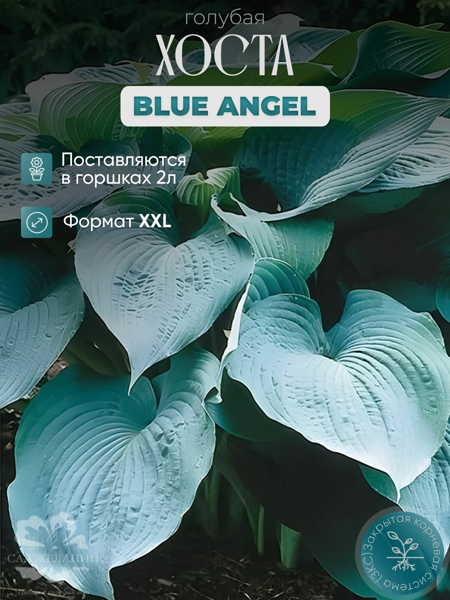 Гигантская голубая хоста Blue Angel в горшке 1 л