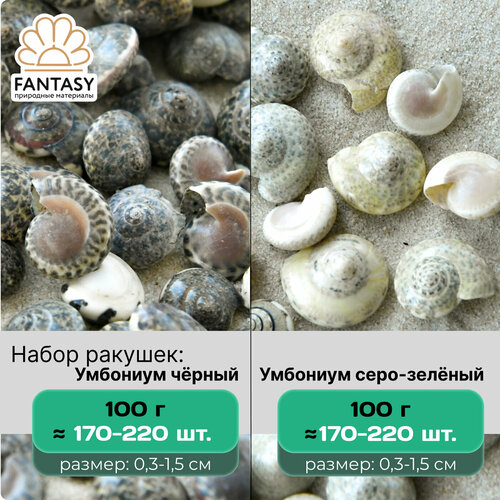 Набор натуральных морских ракушек FANTASY Умбониум черный и серо-зеленый, размер - 0,3-1,5 см, 200 г (340-440 шт.)