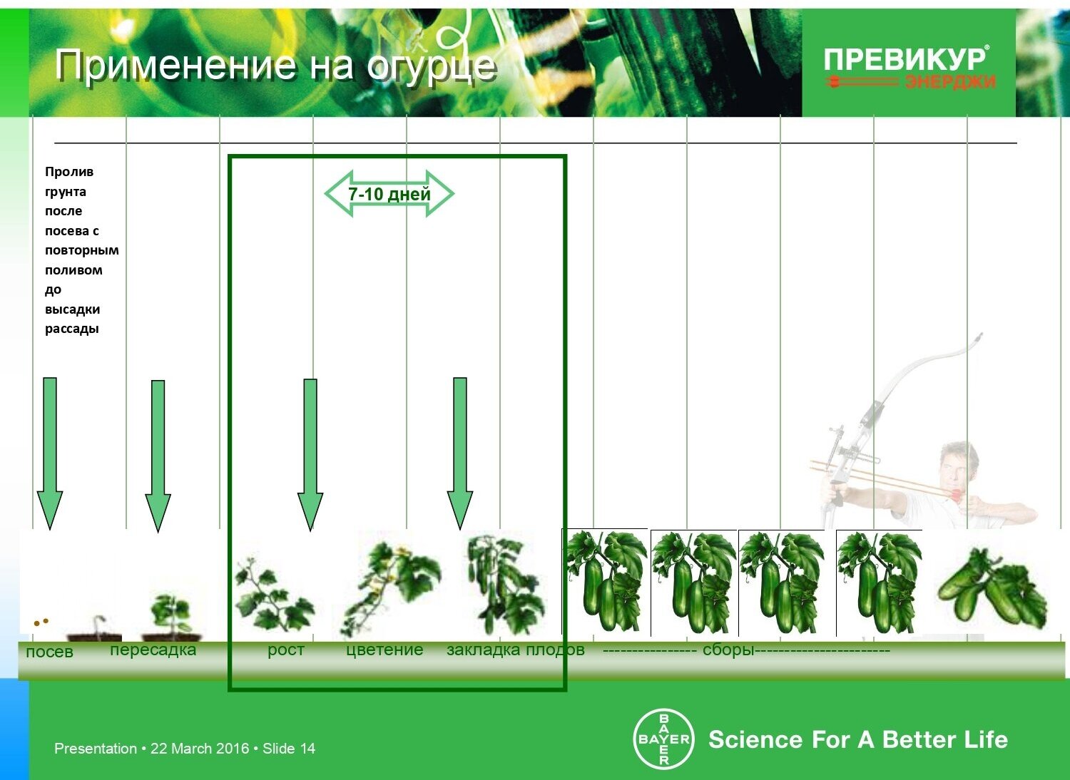 Фунгицид Превикур Энерджи 2 шт по 10 мл - фотография № 14