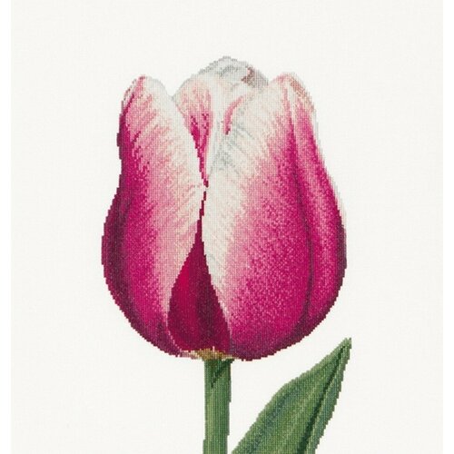 Red/White Triumph tulip (Красно-белый тюльпан Триумф) #517 Thea Gouverneur Набор для вышивания 34 x 36 см Счетный крест