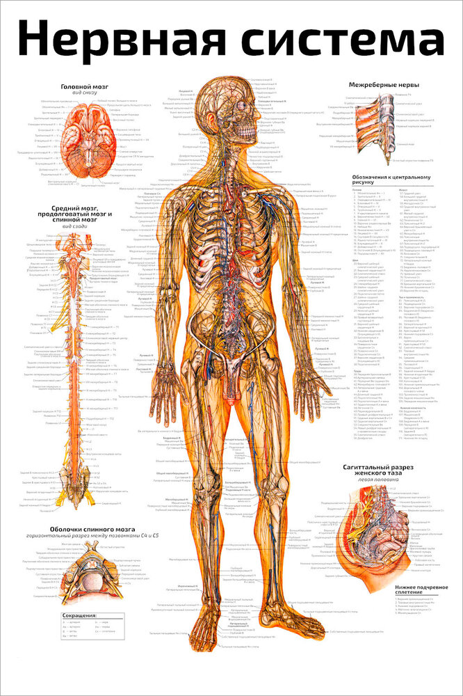 Плакат Квинг Нервная система ламинированный 457×610 мм ≈ (А2)