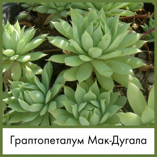 Набор для выращивания семена Суккулент Граптопеталум Мак-Дугала (Graptopetalum macdougallii)