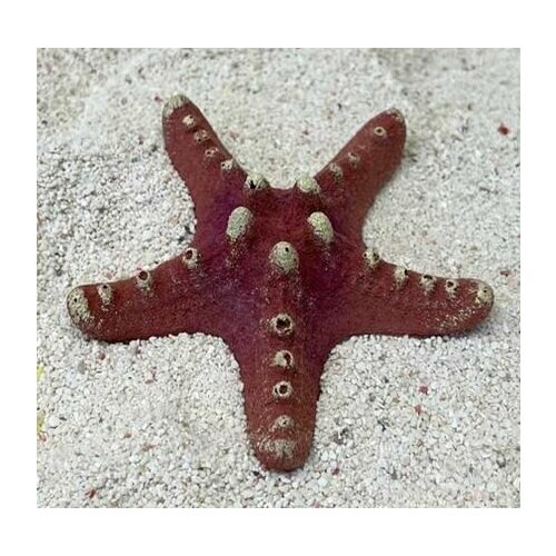 Grotaqua Цветной коралл красный Звезда малая, 8*8*2 см