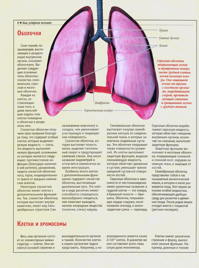 Анатомический атлас. Основы строения и физиологии человека - фото №4