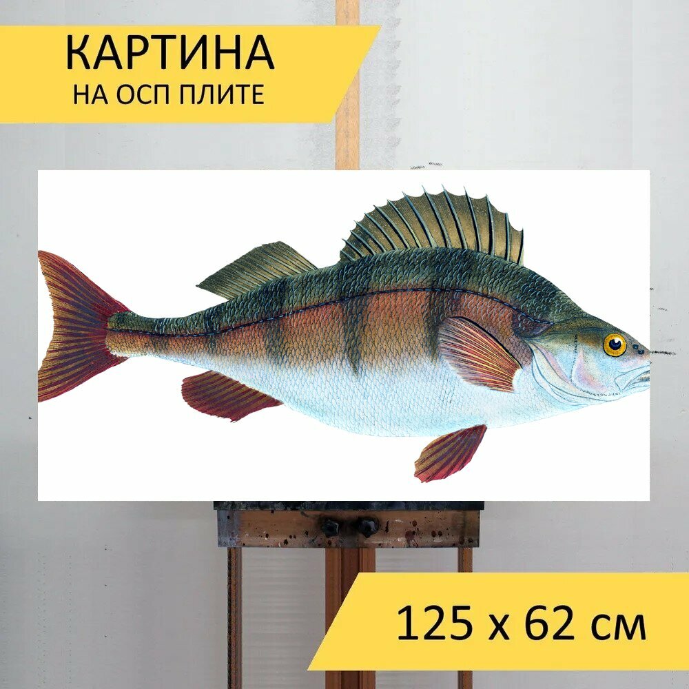 Картина на ОСП "Окунь, рыбы, пресной воды" 125x62 см. для интерьера на стену