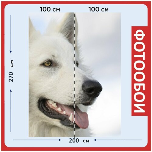 Фотообои Собака белый пастух собачий 200x270 см флизелиновыена стену 2970₽