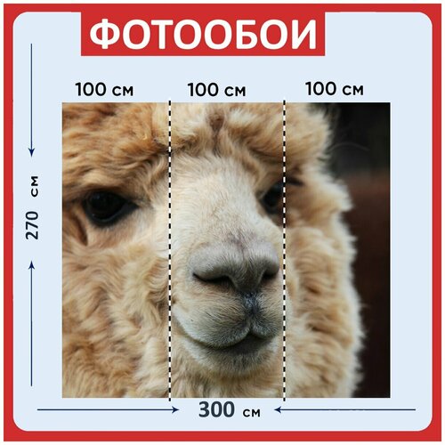 Фотообои Альпака пушистый бежевый 300x270 см флизелиновыена стену 3960₽
