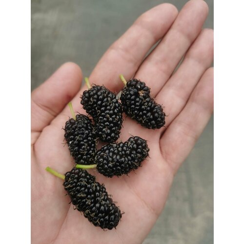 Шелковица Черный принц семена 20 шт, Тутовник (Morus nigra)