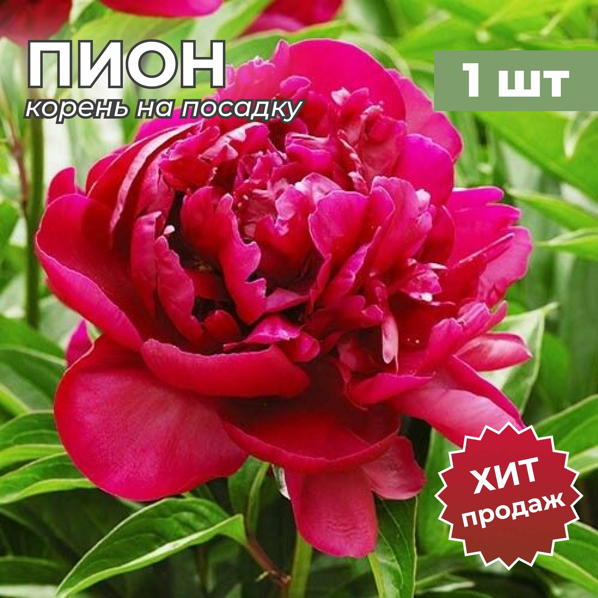 Пион саженцы/Корневище пиона на посадку "Адольф Руссо" (1 шт)