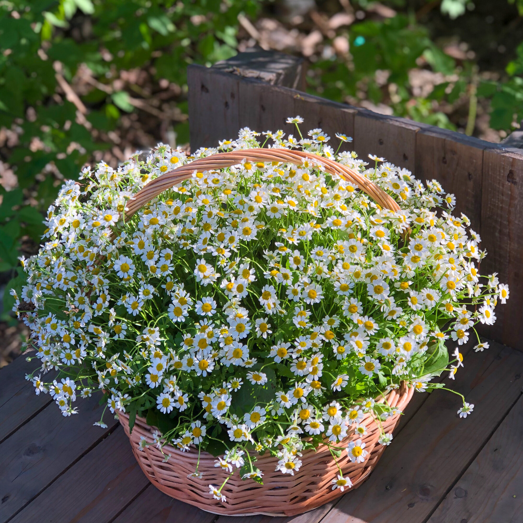 Ромашки кустовые в корзине d=35 h=35 см арт. 05111425 Простроза ру