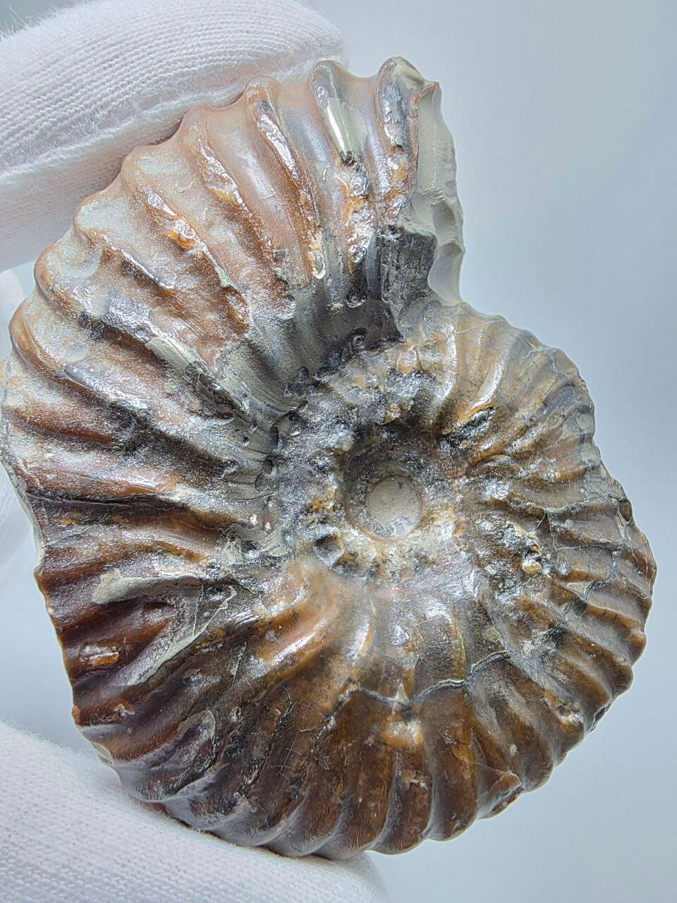 Аммонит в породе 75 мм, 144 г.