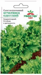 Семена Салат Кучерявец Одесский Полукочанный Среднепоздний 0,5 гр.