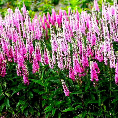 Вероника (Змеиная трава) гибридная Pink Marshmallow, Саженцы, С2 (2 литра), ЗКС - Цветы многолетние хоста гибридная twilight саженцы с2 2 литра зкс цветы многолетние