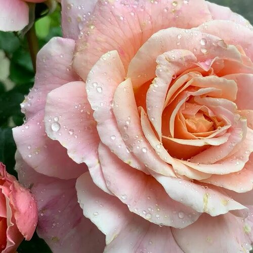 Роза парковая Шато де Вамаркус 2 года / кор роза парковая роз де решт в тубе
