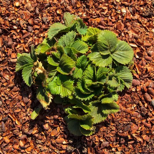 Грунт для мульчирования/Премиум мульча из оболочки какао-бобов/ Шоколадная мульча / Какаовелла/ объём 60 л.