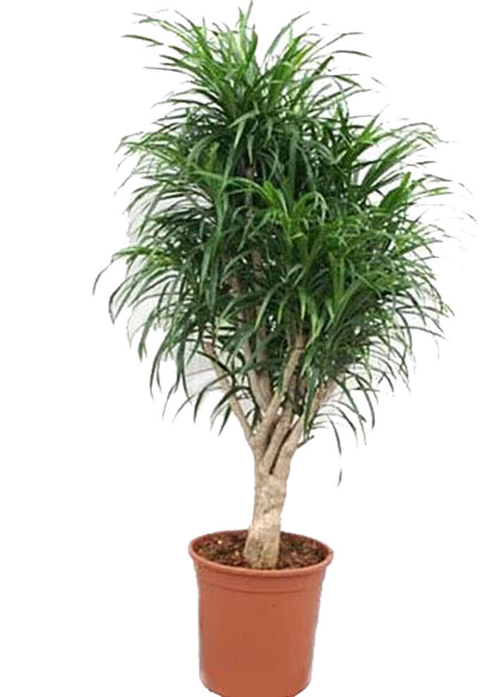 Драцена Рефлекса Анита куст - Dracaena Reflexa Anita D32 H120