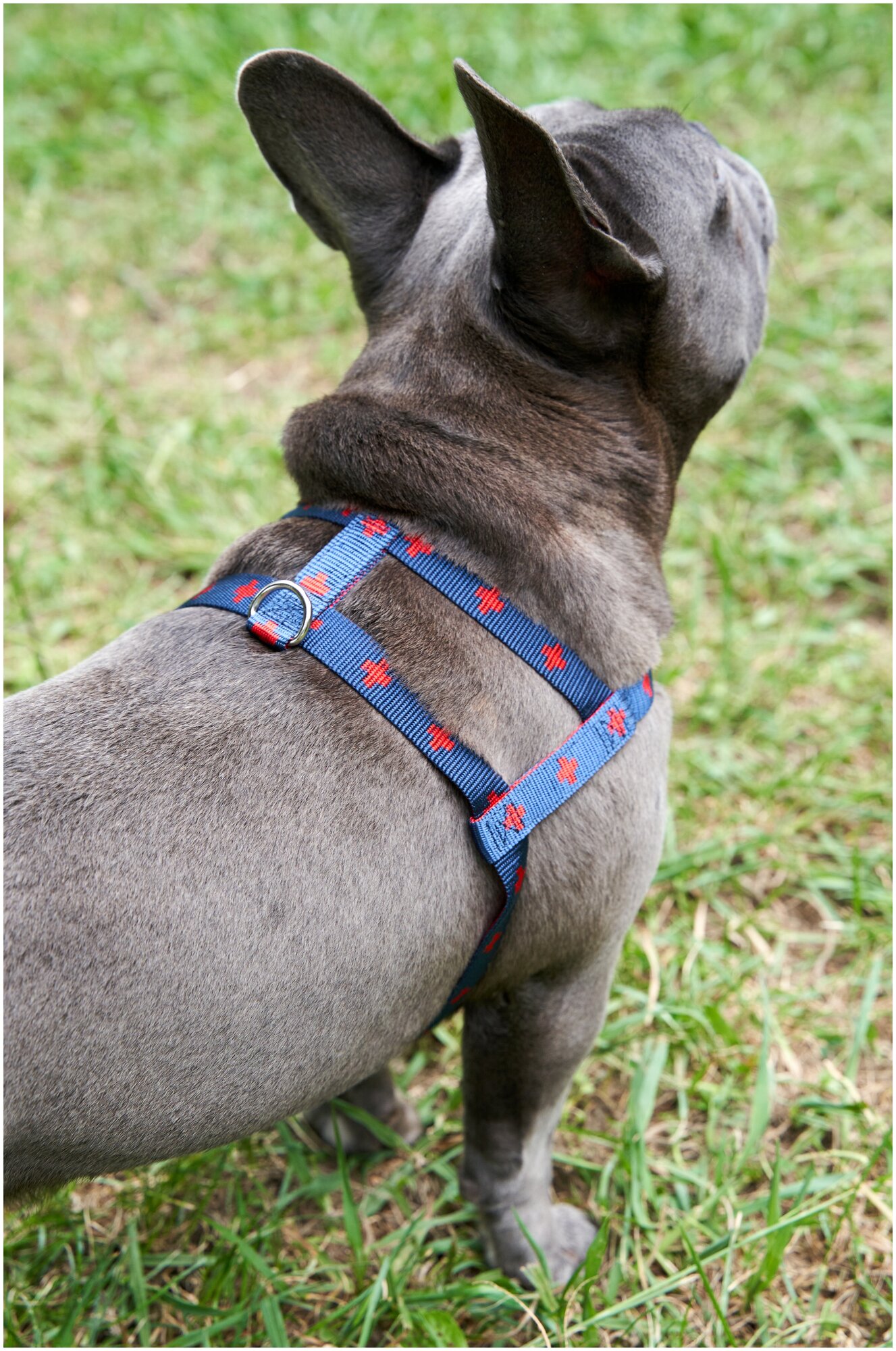 Шлейка для собак Japan Premium Pet эрго-анатомическая, серия DАISKI для особо сильных пород, цвет синий, размер L. - фотография № 6