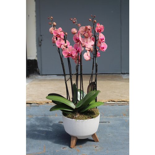 Трио терракотовых орхидей фаленопсисов в стильном кашпо