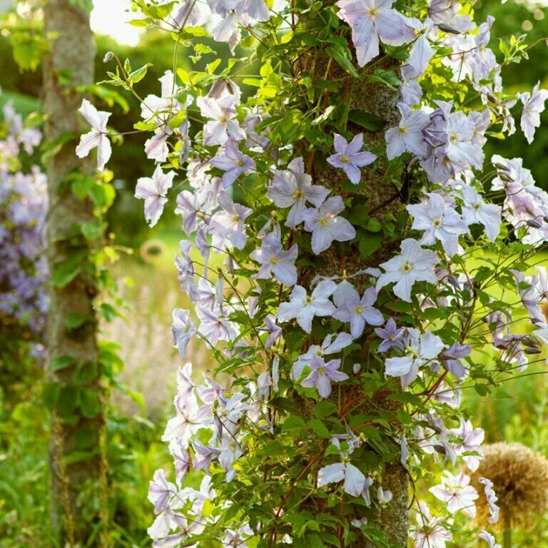 Клематис Блю Ангел (Clematis Blue Angel) / 1 шт, вьющийся сорт — фото 1