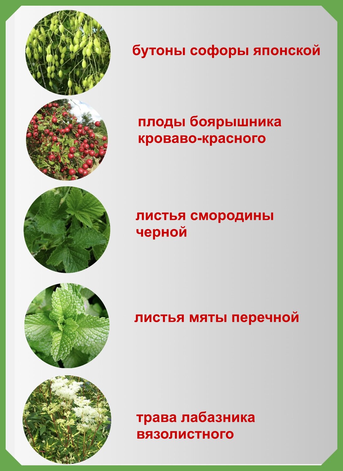 Изображение Фиточай Алтайский кедр "Карденорм" №36, софора, БАД, фильтр-пакеты, 20 штук