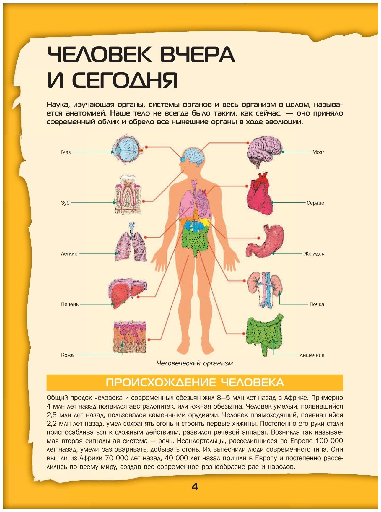 Большой 4D-атлас анатомии человека - фото №3