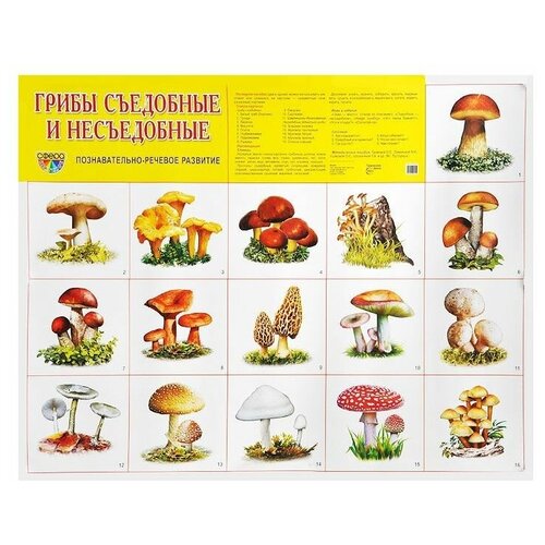 Плакат Творческий Центр СФЕРА Грибы съедобные и несъедобные, 16 шт. грибы съедобные и несъедобные 16 демонстрационных картинок