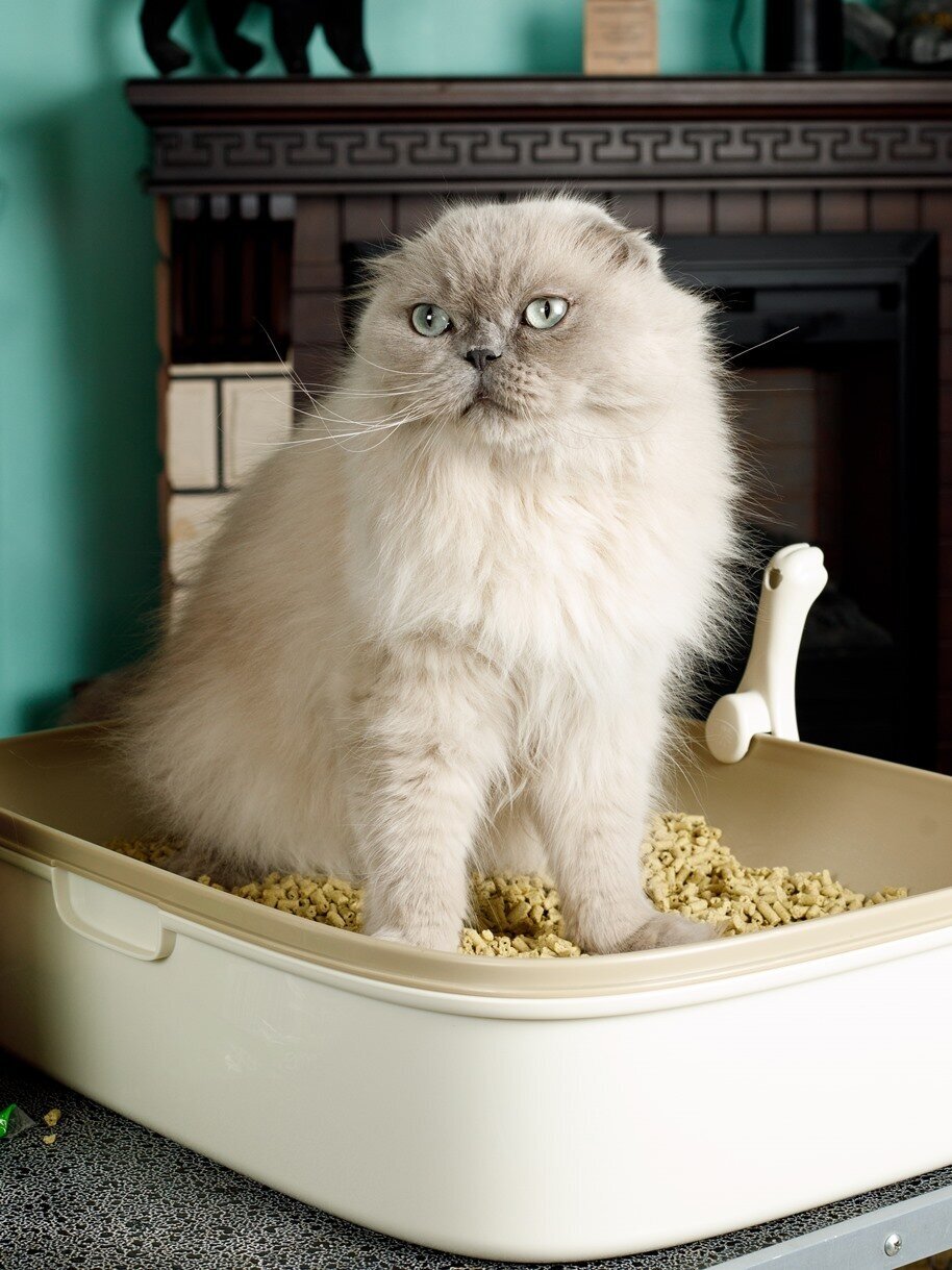 Наполнитель растительный для кошачьего туалета Japan Premium Pet на основе японского чая, комкуется и смывается в туалет, 7 литров. - фотография № 18