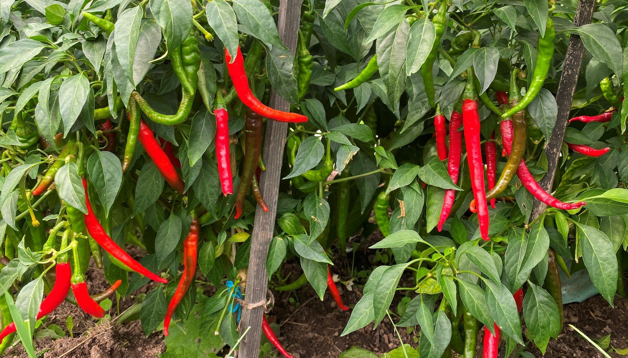 Cómo hacer guindillas en vinagre