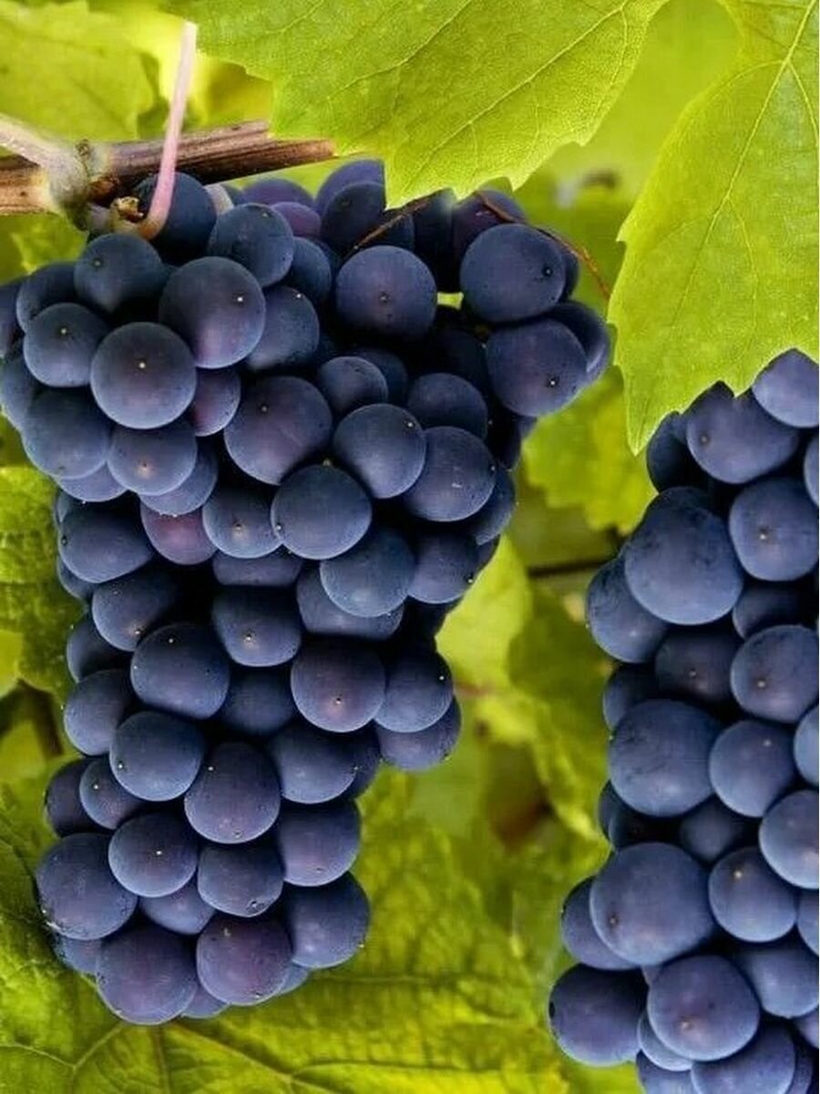 Здравень турбо 150гр для винограда. - фотография № 2