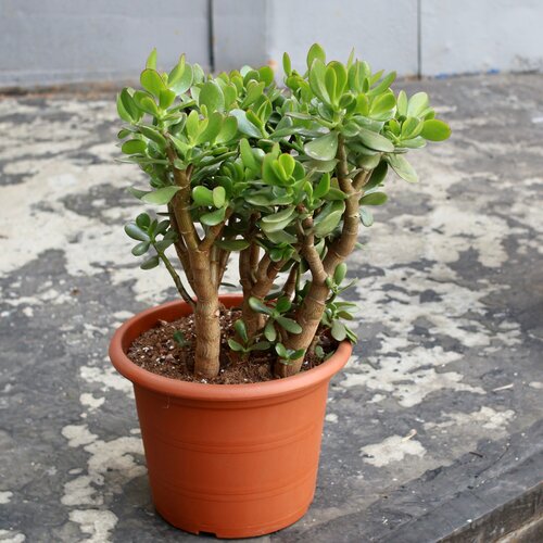 Крассула Овата (D-29 H-50)