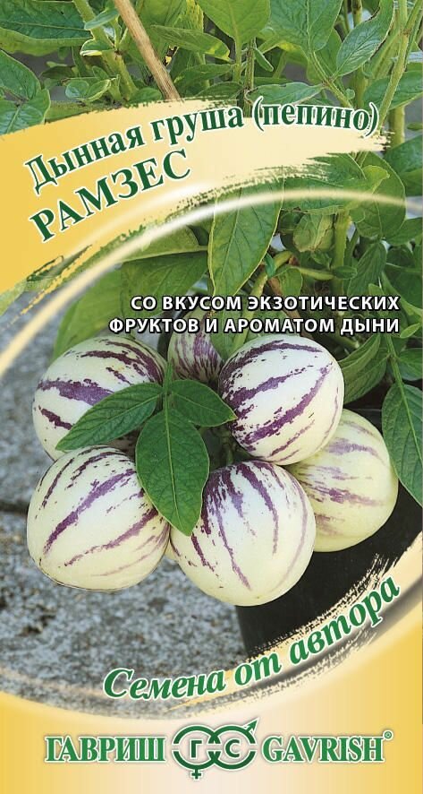 Дынная груша Пепино Рамзес Гавриш