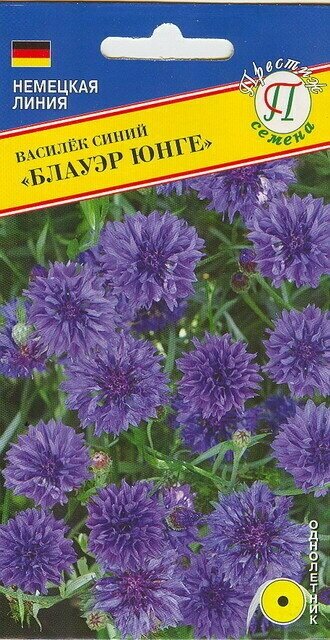 Василек Блауэр Юнге синий. Многолетнее растение с крепким высоким стеблем подходит для срезки.