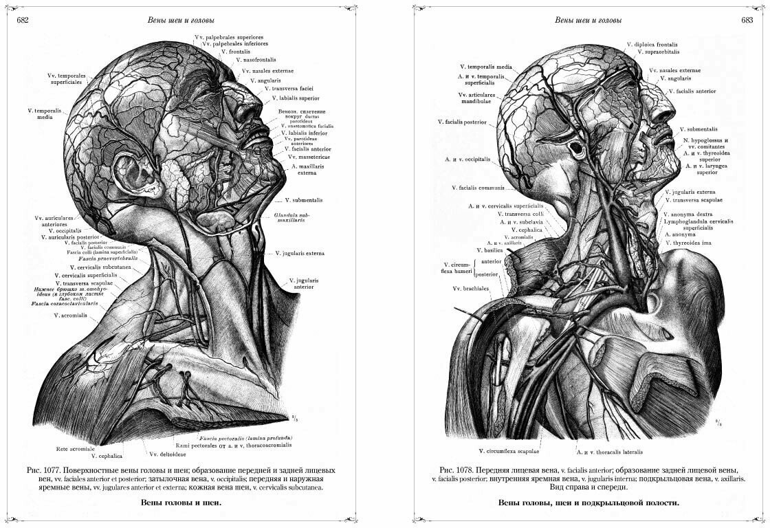 Анатомический атлас (Толдт Карл) - фото №10