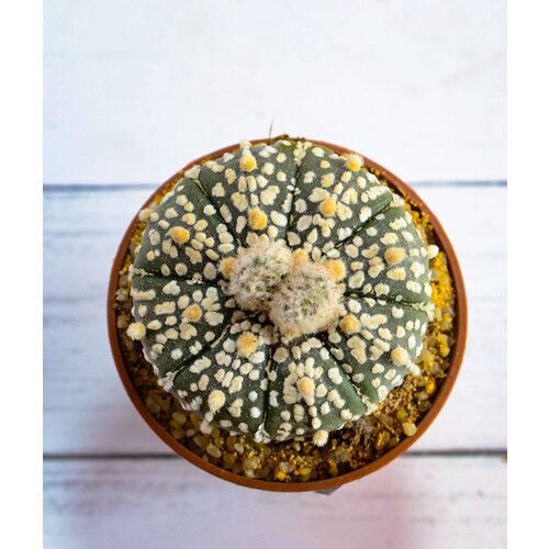 Коллекционный кактус Astrophytum Asterias 