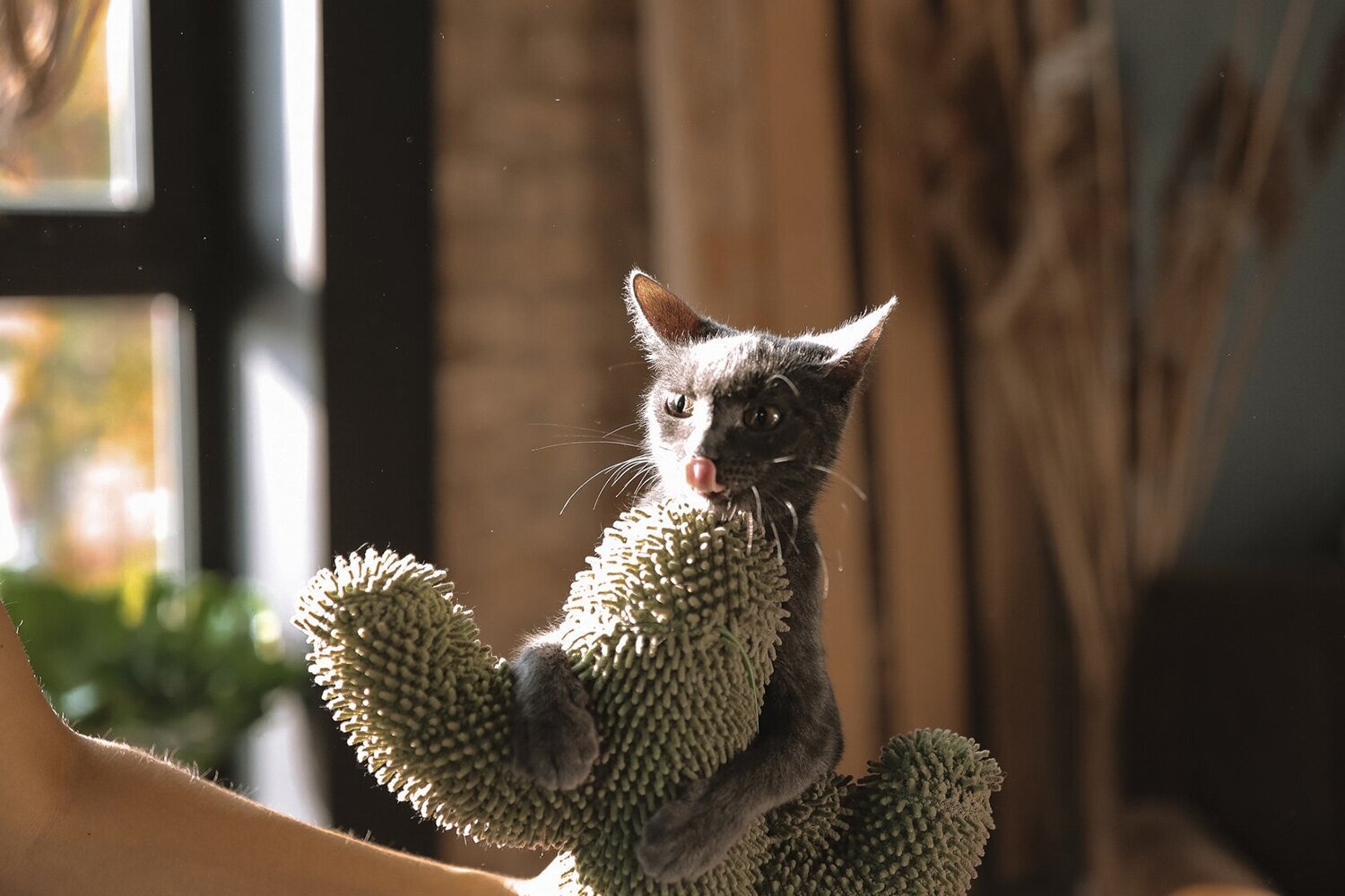 Когтеточка для кошек, "Не Один Дома" Оазис, зеленый - фотография № 11
