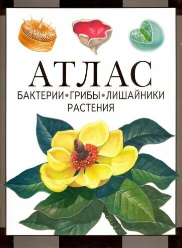 Черепанов Иван Владимирович. Бактерии, грибы, лишайники, растения: атлас