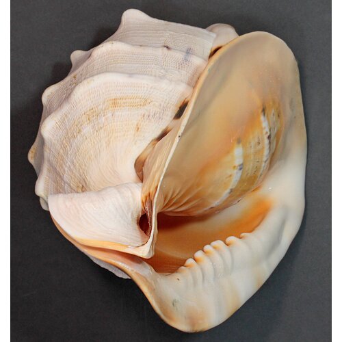 Морская раковина Кассис корнута, 30 см, 1 шт