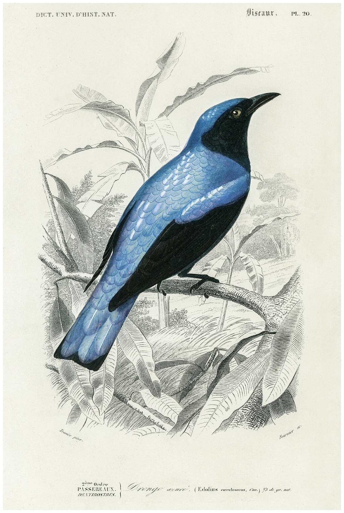 Постер / Плакат / Картина на холсте Птица Дронго с квадратным хвостом