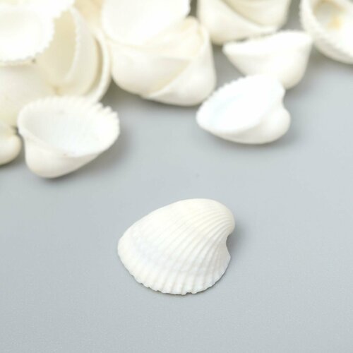 Декоративные ракушки Clam Rose 100 гр 396₽