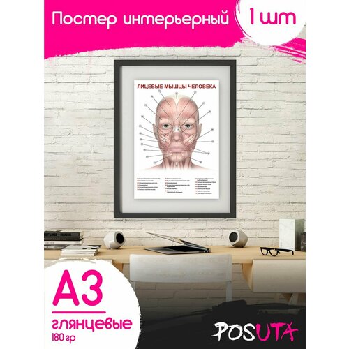 Постеры анатомия человека мышцы Плакаты для медиков винтажные классические аниме постеры прелестители постер из крафт бумаги эстетические настенные наклейки сделай сам для дома комнаты