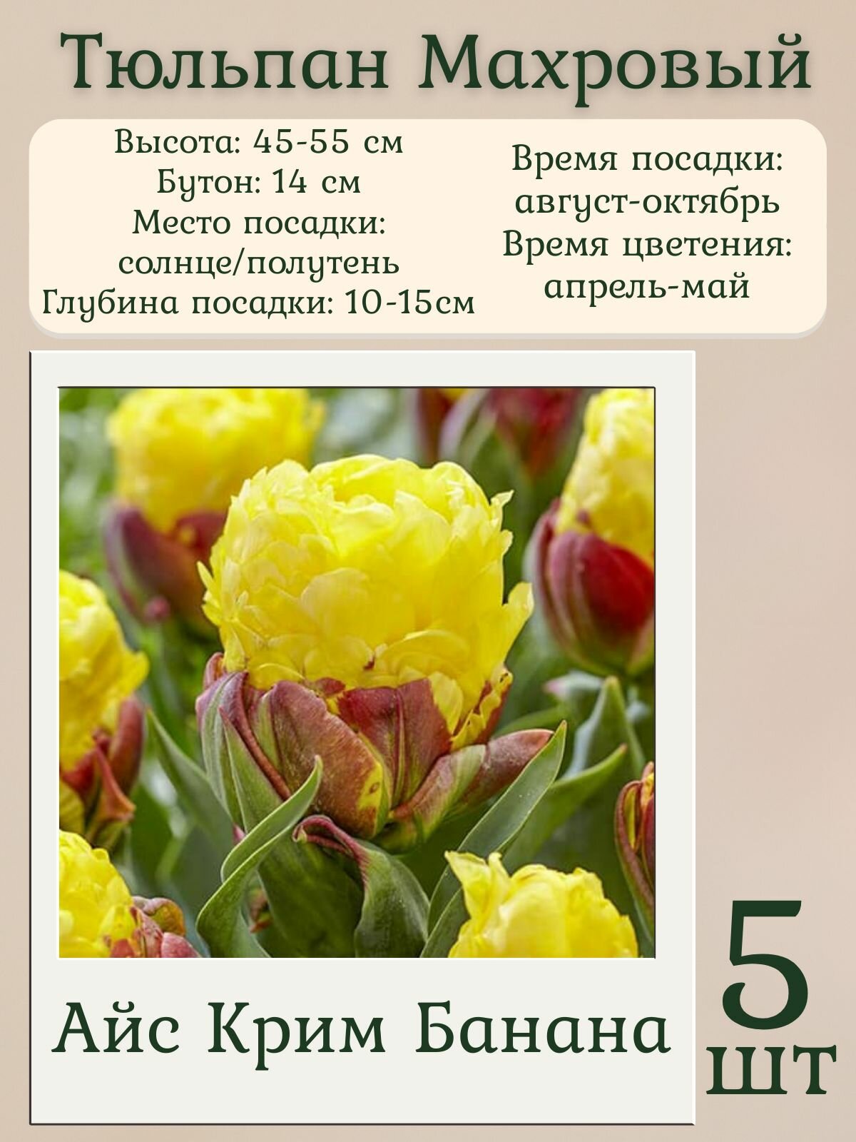 Тюльпан махровый  многолетние цветы  луковицы 5 шт 