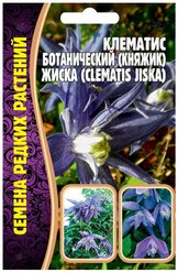 Семена Клематиса ботанического (княжик) Жиска (Clematis Jiska) (3 сем)