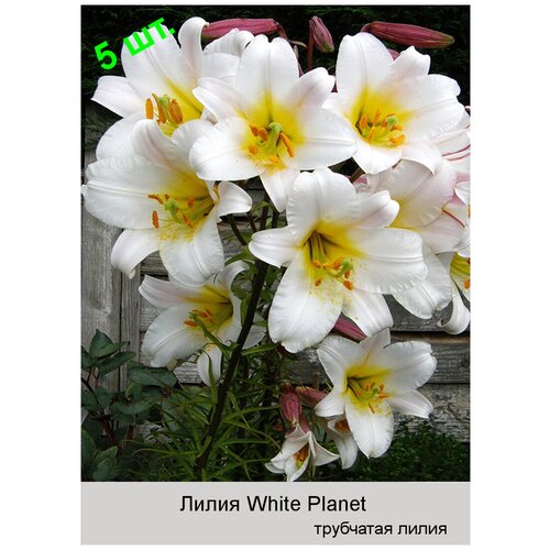 Лилия трубчатая Вайт Планет (White Planet) луковицы 3 шт луковицы лилия трубчатая вайт планет 2 шт