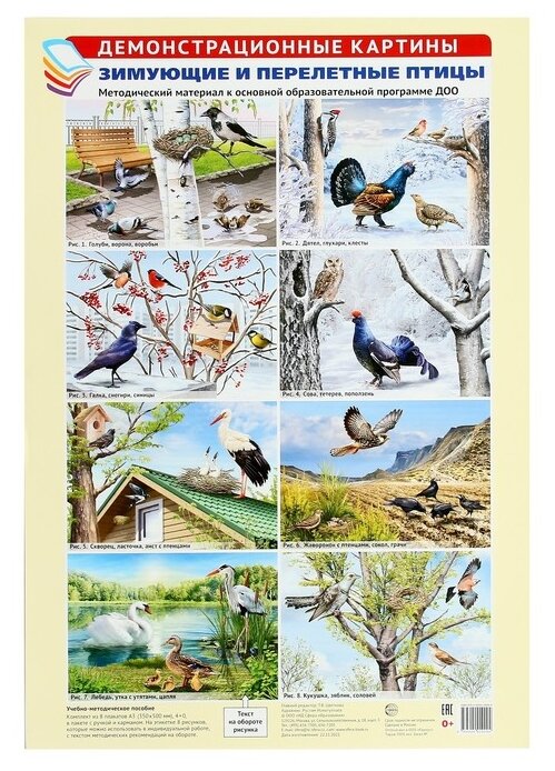 Плакат Творческий Центр СФЕРА Зимующие и перелётные птицы, 8 шт.