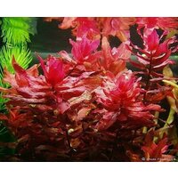 Ротала макрандра (Rotala macrandra)2 веточки от 10 см/ королевский красный/Живые аквариумные растения