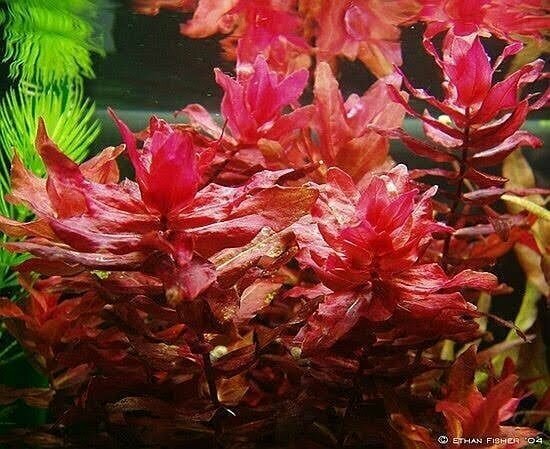Ротала макрандра (Rotala macrandra)2 веточки от 10 см/ королевский красный/Живые аквариумные растения - фотография № 1